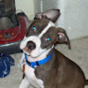 Meet your Posher, Shane